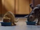 Buzzfeed puts eggs in mobile video basket with new app launch